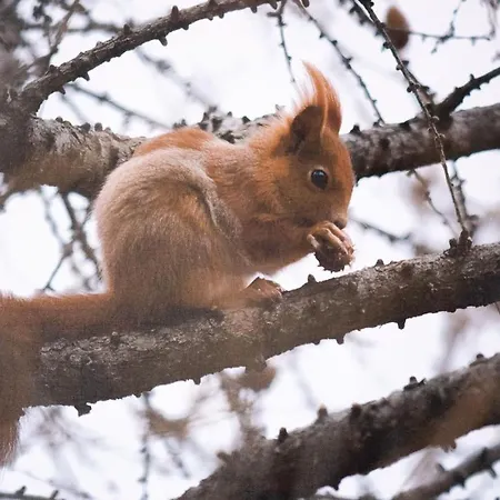 아파트 Italianway - Funivie 6a 보르미오